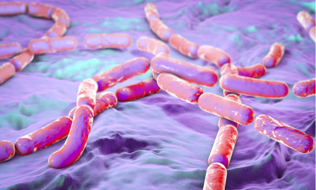 Bacillus cereus: A Persistent Threat in Food Safety