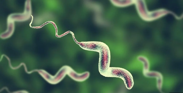 Campylobacter spp.: Navigating the Challenges of a Leading Foodborne Pathogen