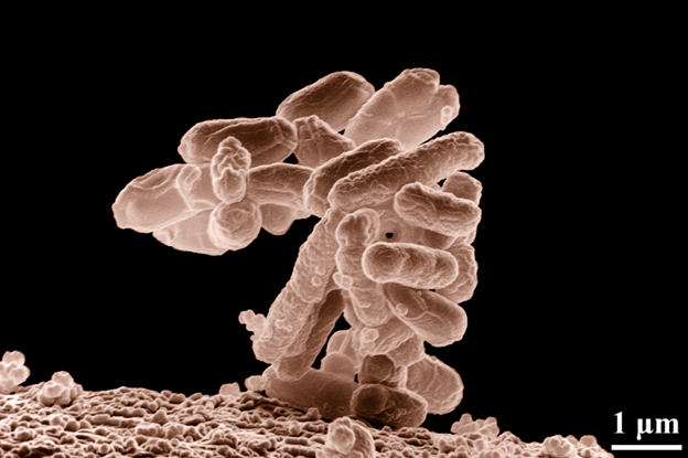 Escherichia coli (E. coli): Beyond the Basics
