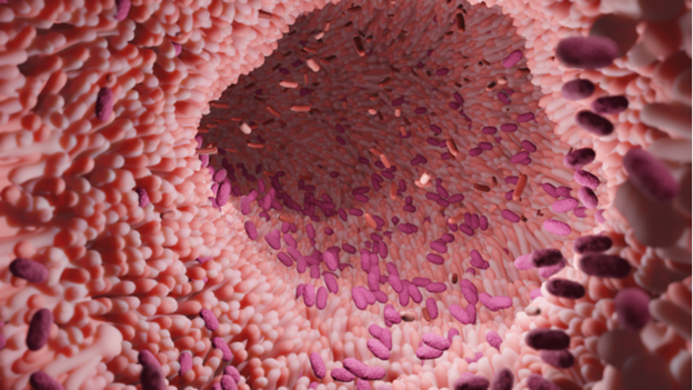 Firmicutes and Bacteroidetes: A Tale of Gut Balance and Weight Management