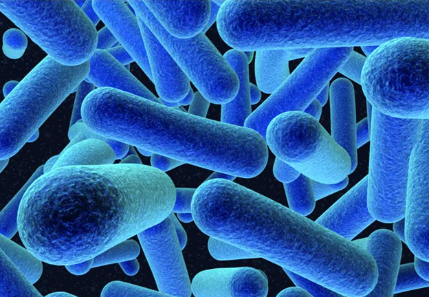 Listeria monocytogenes: A Silent Predator in Our Food Supply