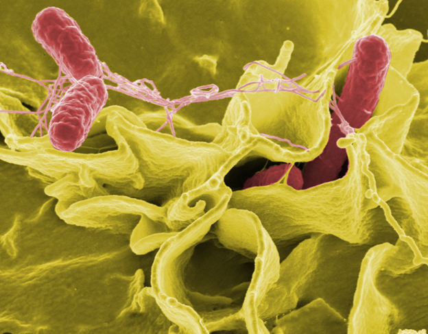 Salmonella: Unraveling the Mysteries of a Familiar Foe