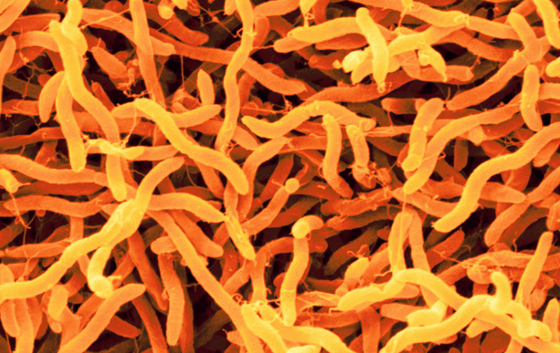 Acrobacter spp.: An Emerging Concern in North American Water and Food Safety