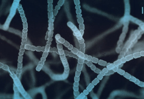 The Intriguing Roles of Proteobacteria and Actinobacteria in Your Gut