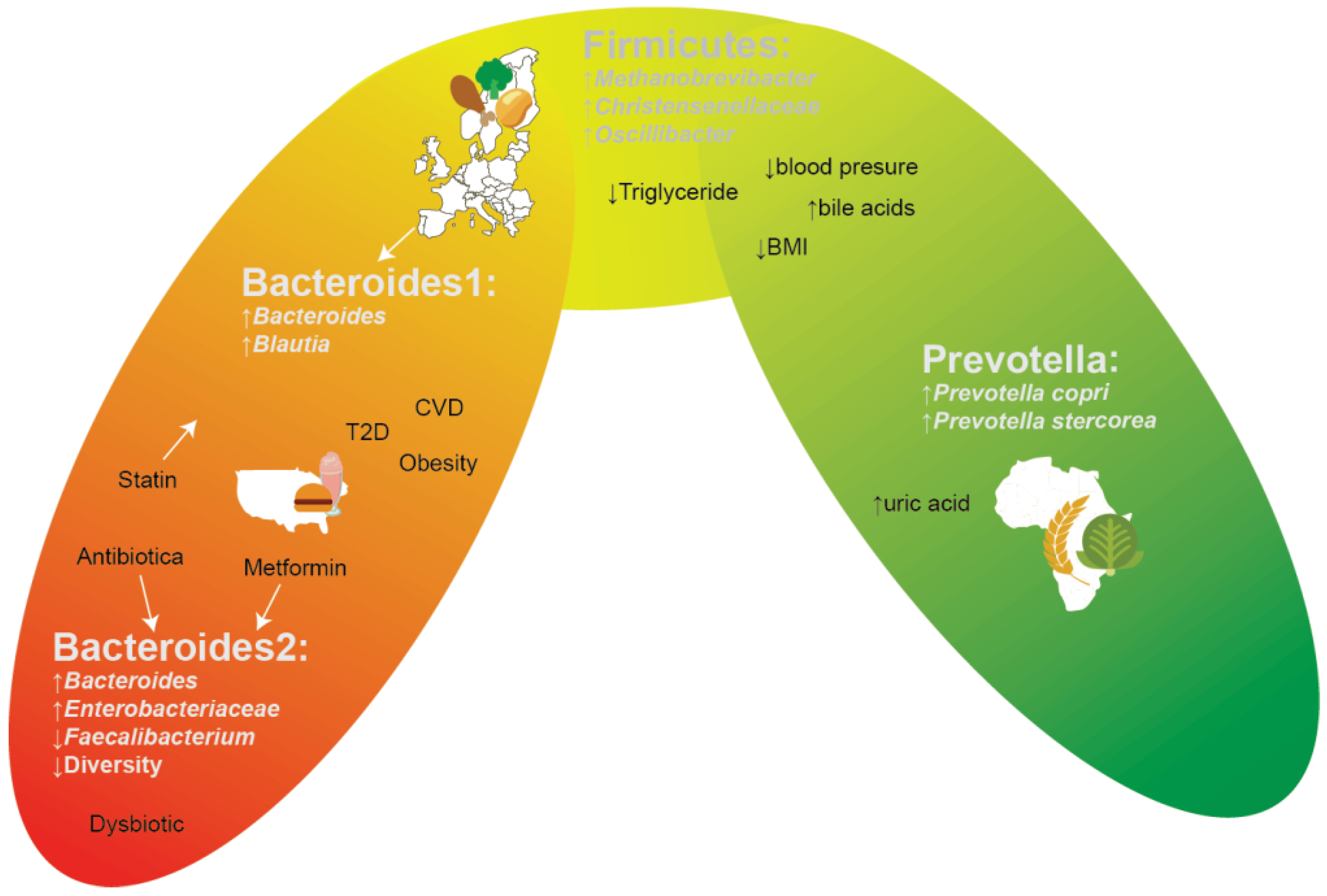 Decoding Your Gut: The Fascinating World of Enterotypes Revealed!